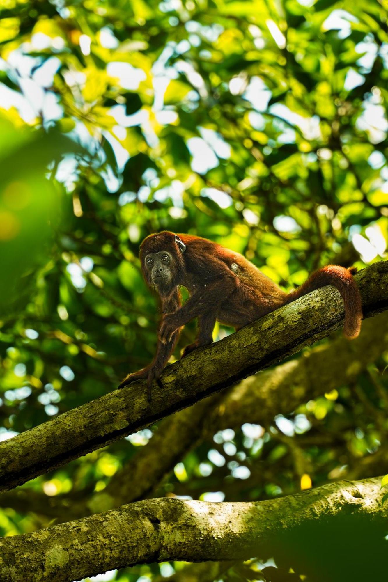 The Valley Tayrona Hostel- A Social Jungle HostZaino Kültér fotó